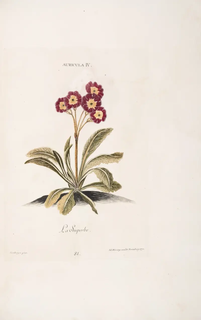 Auricula IV. La Superbe von Christoph Jakob Trew