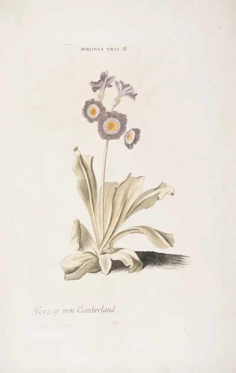 Auricula Ursi II. Herzog von Cumberland av Christoph Jakob Trew