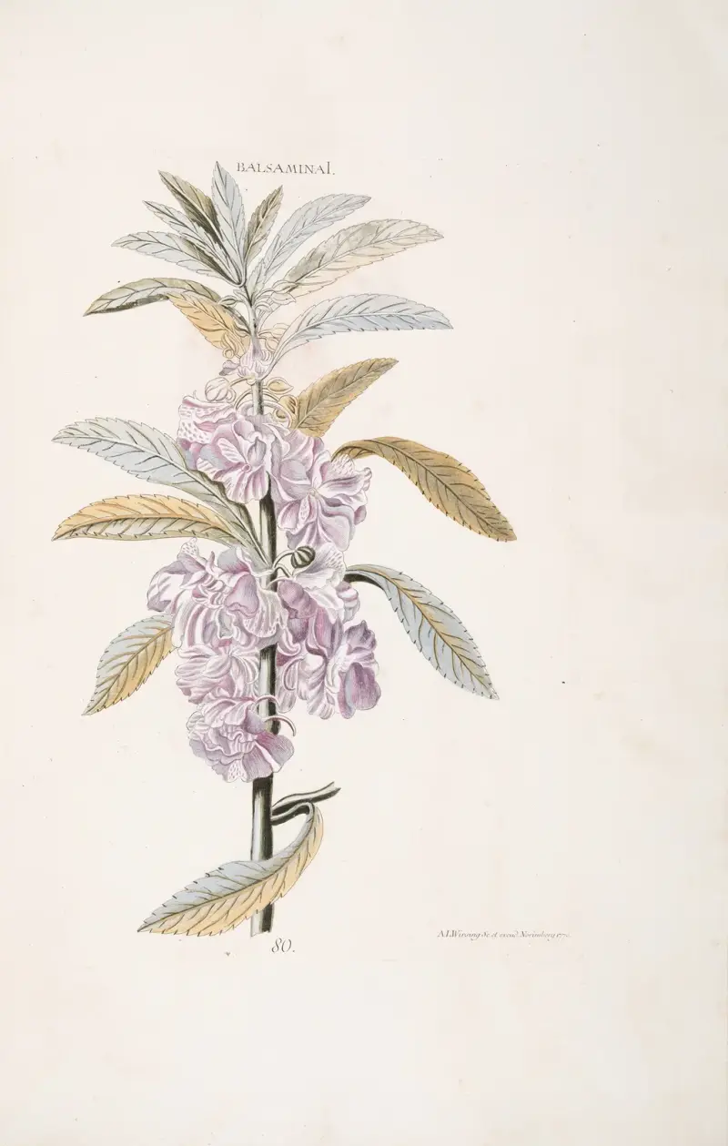 Balsamina I, Christoph Jakob Trew
