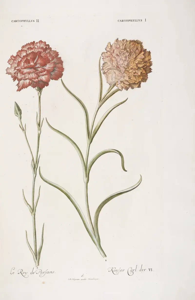 Caryophyllus I. et II. Kayser Carl der VI Le Roy des Perfans av Christoph Jakob Trew