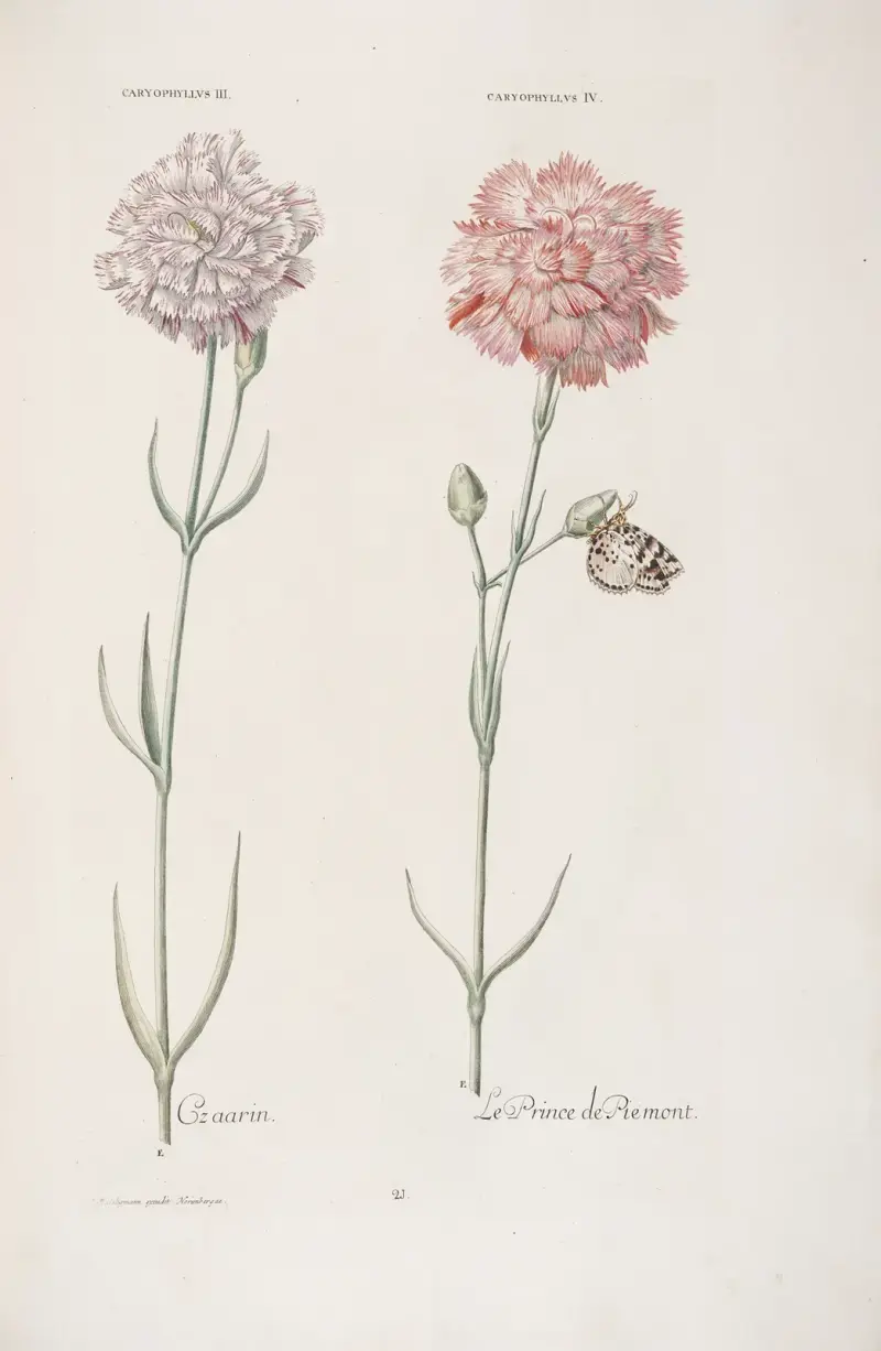 Caryophyllus III. et IV. Czaarin. Le Prince de Piemont av Christoph Jakob Trew