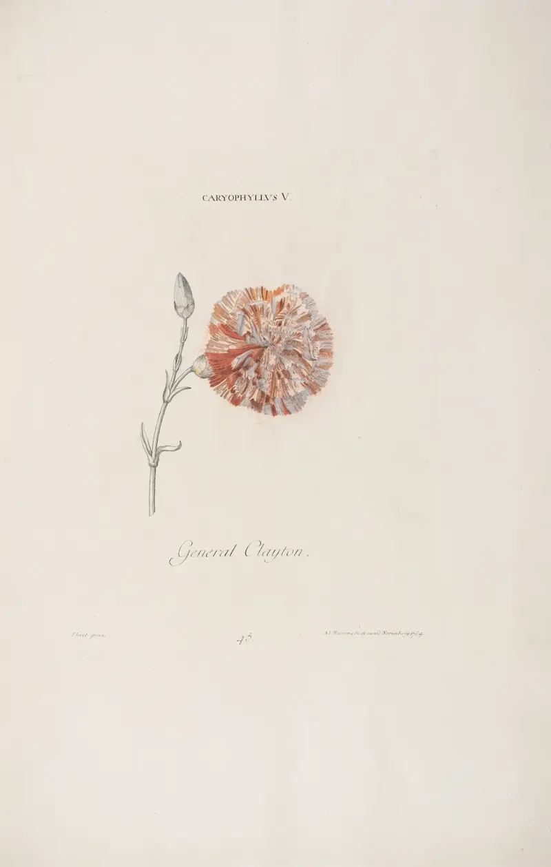 Caryophyllus V. General Clayton av Christoph Jakob Trew