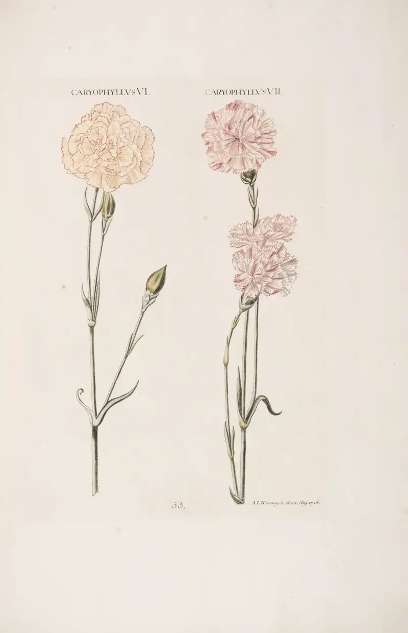 Caryophyllus VI. et VII av Christoph Jakob Trew