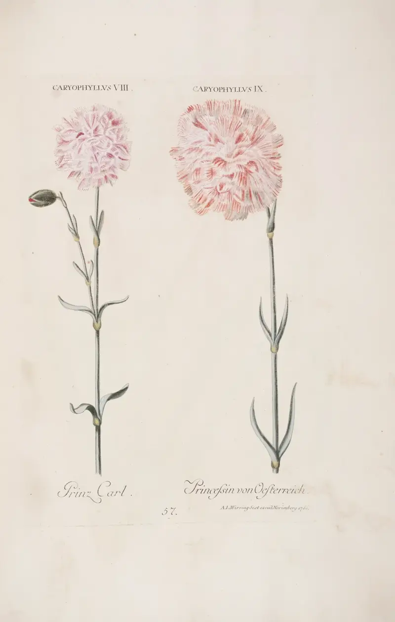 Caryophyllus VIII. et IX. Prinz Carl. Prinzefinn von Oesterreich av Christoph Jakob Trew