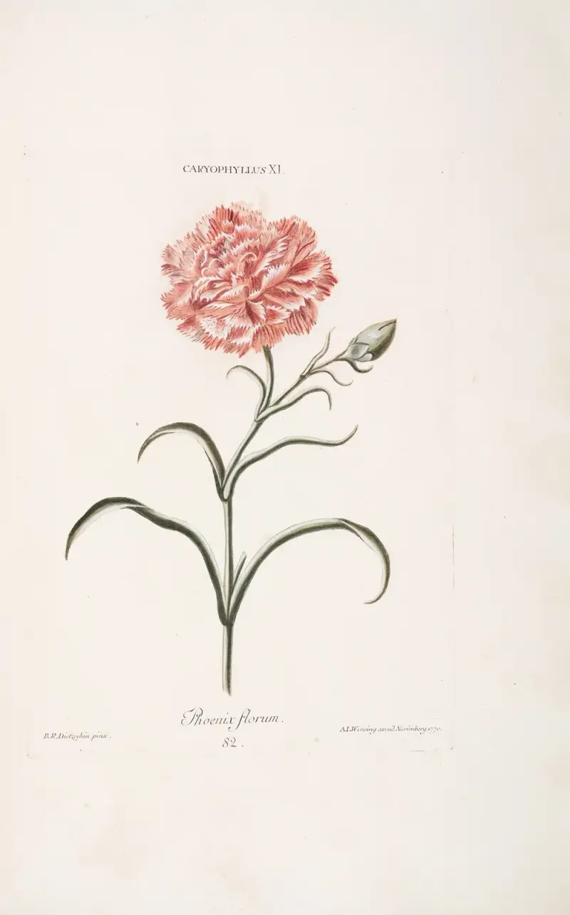 Caryophyllus XI. Phoenix florum von Christoph Jakob Trew
