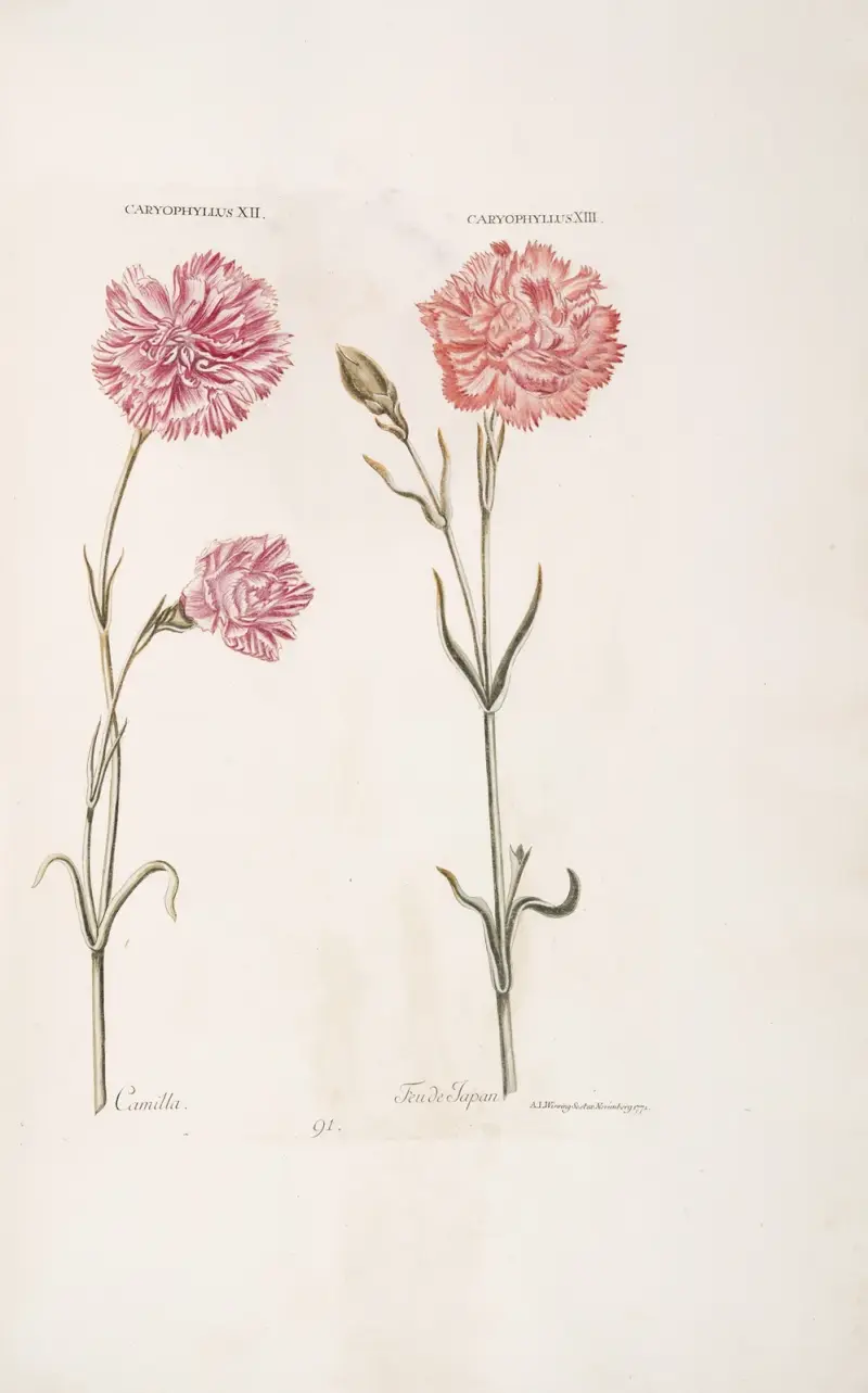 Caryophyllus XII. Camilla; et XIII. Feu de Japon av Christoph Jakob Trew