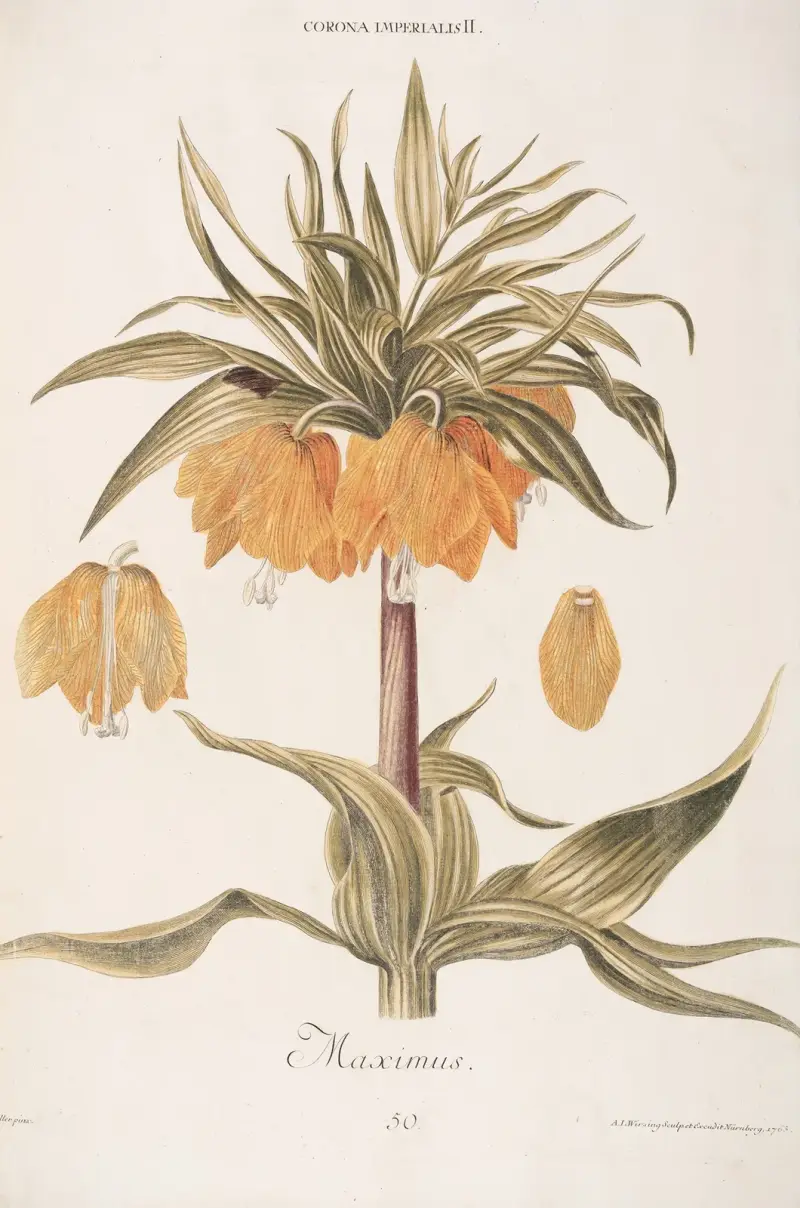 Corona Imperialis II. Maximus av Christoph Jakob Trew