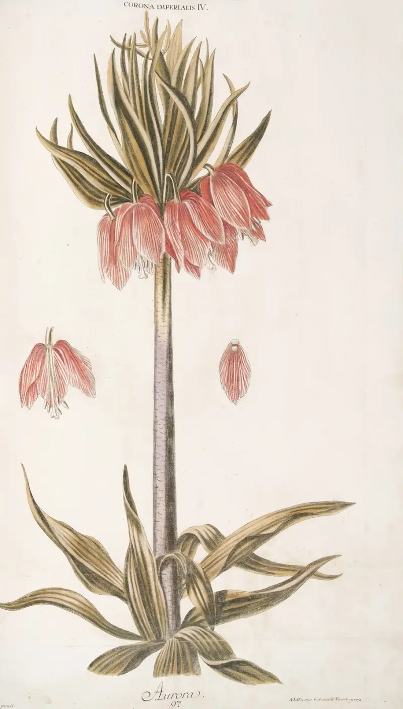 Corona Imperialis IV. Aurora av Christoph Jakob Trew