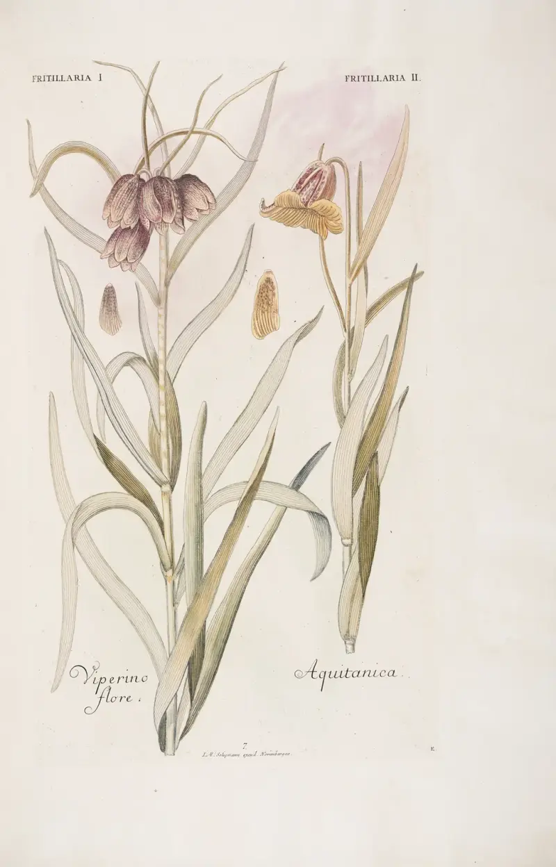 Fritillaria I. et II. Viperino Flore. Aquitanica av Christoph Jakob Trew