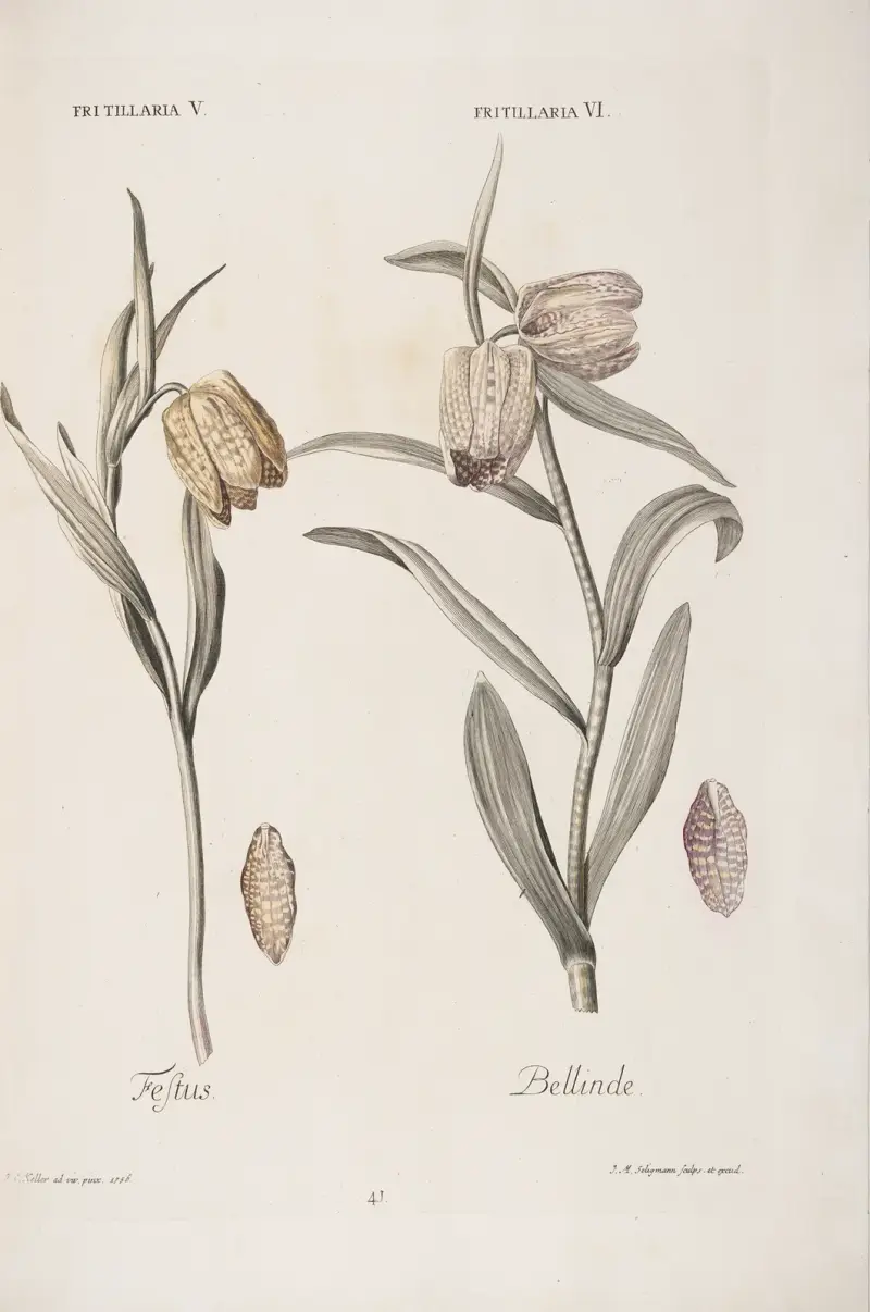 Fritillaria V. et VI. Festus. Bellinde av Christoph Jakob Trew