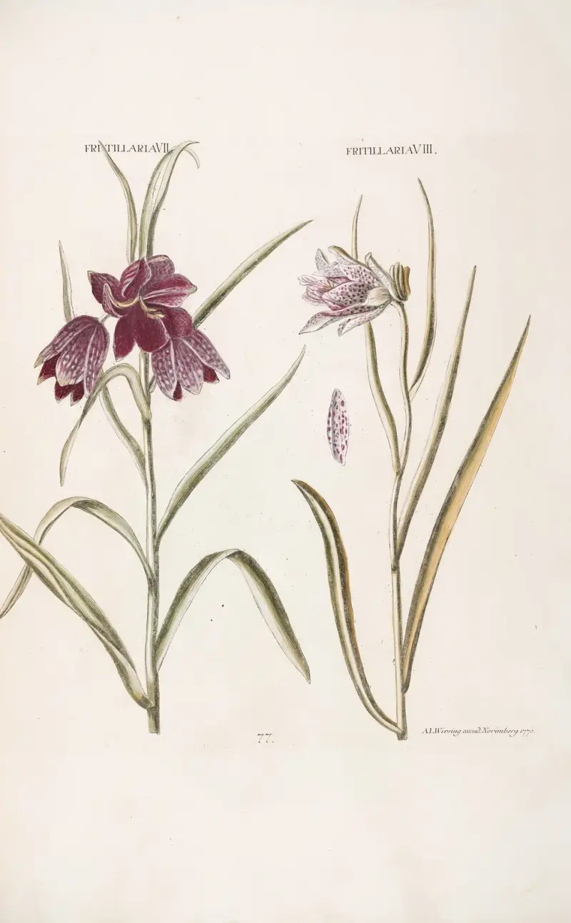 Fritillaria VII. Fritillaria VIII av Christoph Jakob Trew