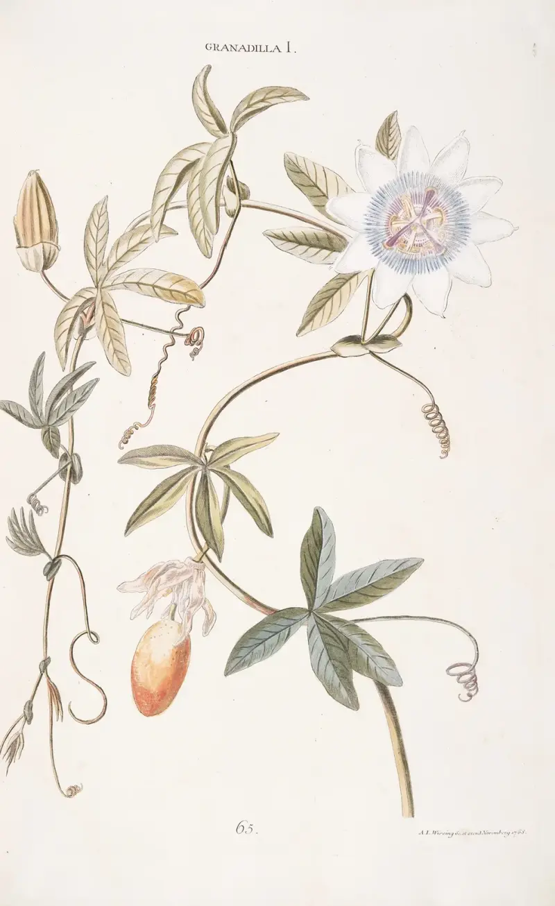 Granadilla I von Christoph Jakob Trew