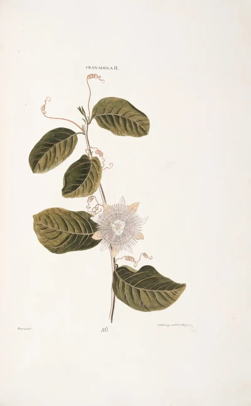 Granadilla II. von Christoph Jakob Trew