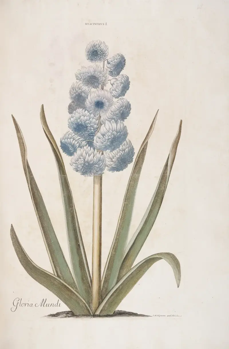 Hyacinthus I. Gloria Mundi av Christoph Jakob Trew