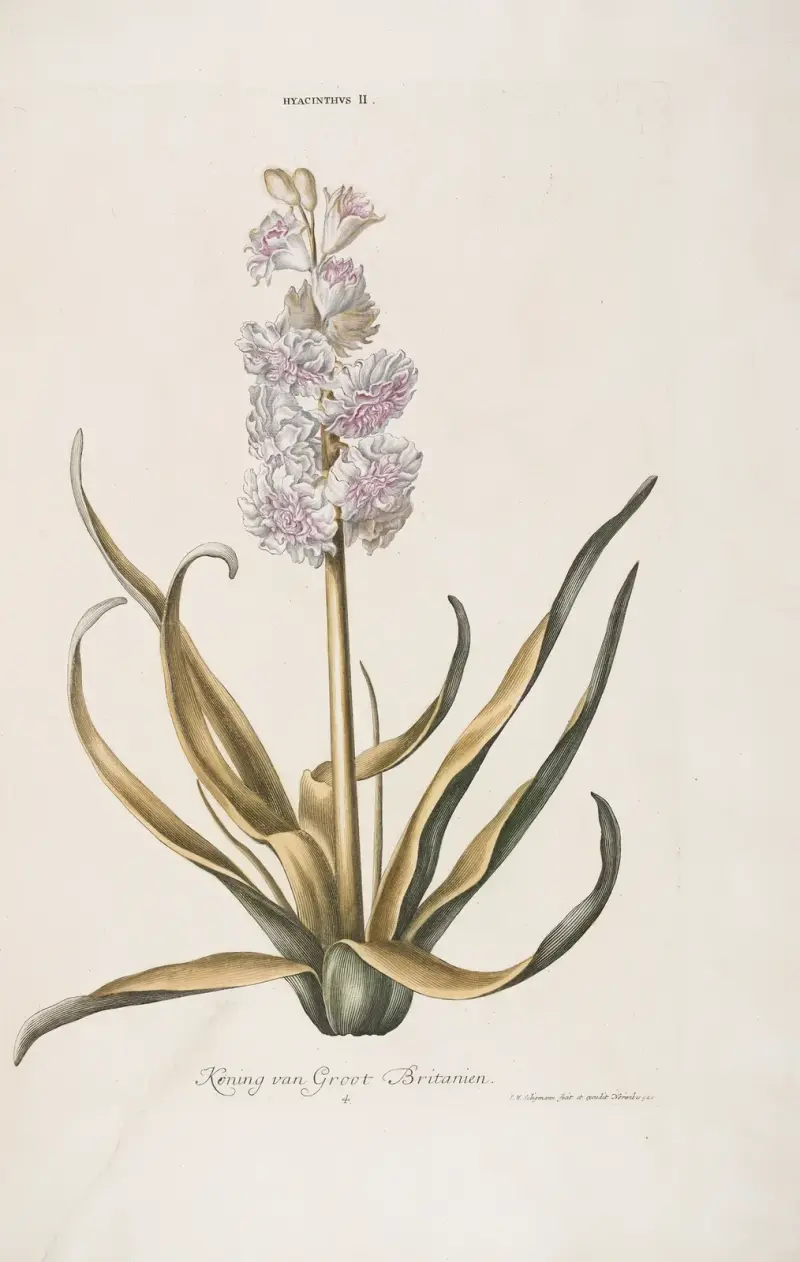 Hyacinthus II. Konung av Storbritannien av Christoph Jakob Trew