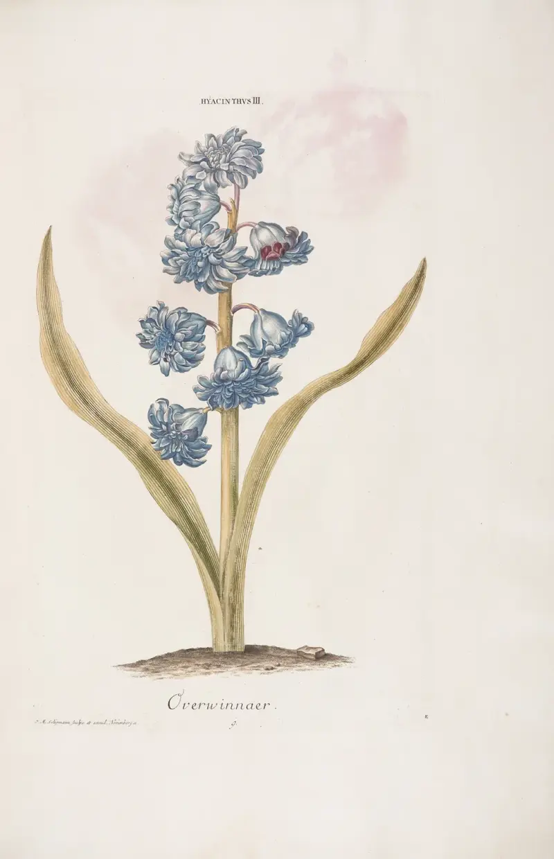 Hyacinthus III. Overvinnaer av Christoph Jakob Trew