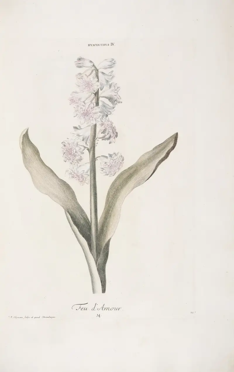 Hyacinthus IV. Feu d’Amour av Christoph Jakob Trew