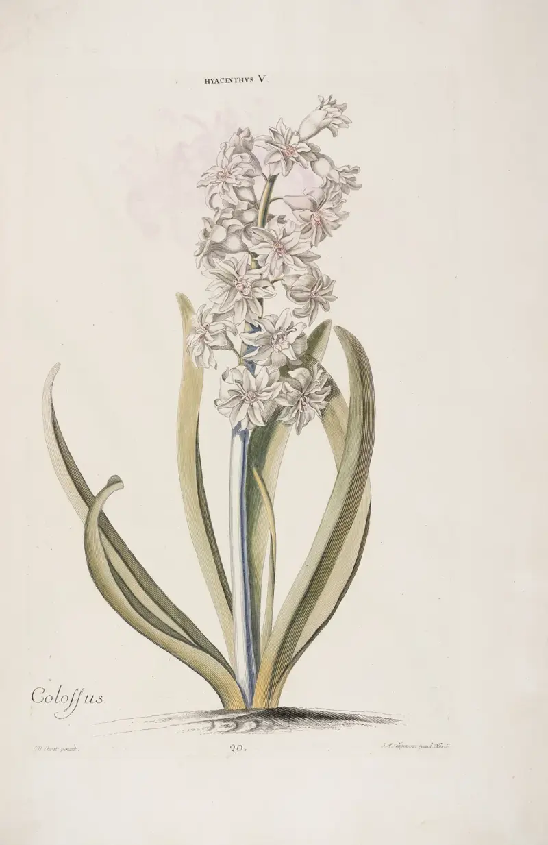 Hyacinthus V. Colossus av Christoph Jakob Trew