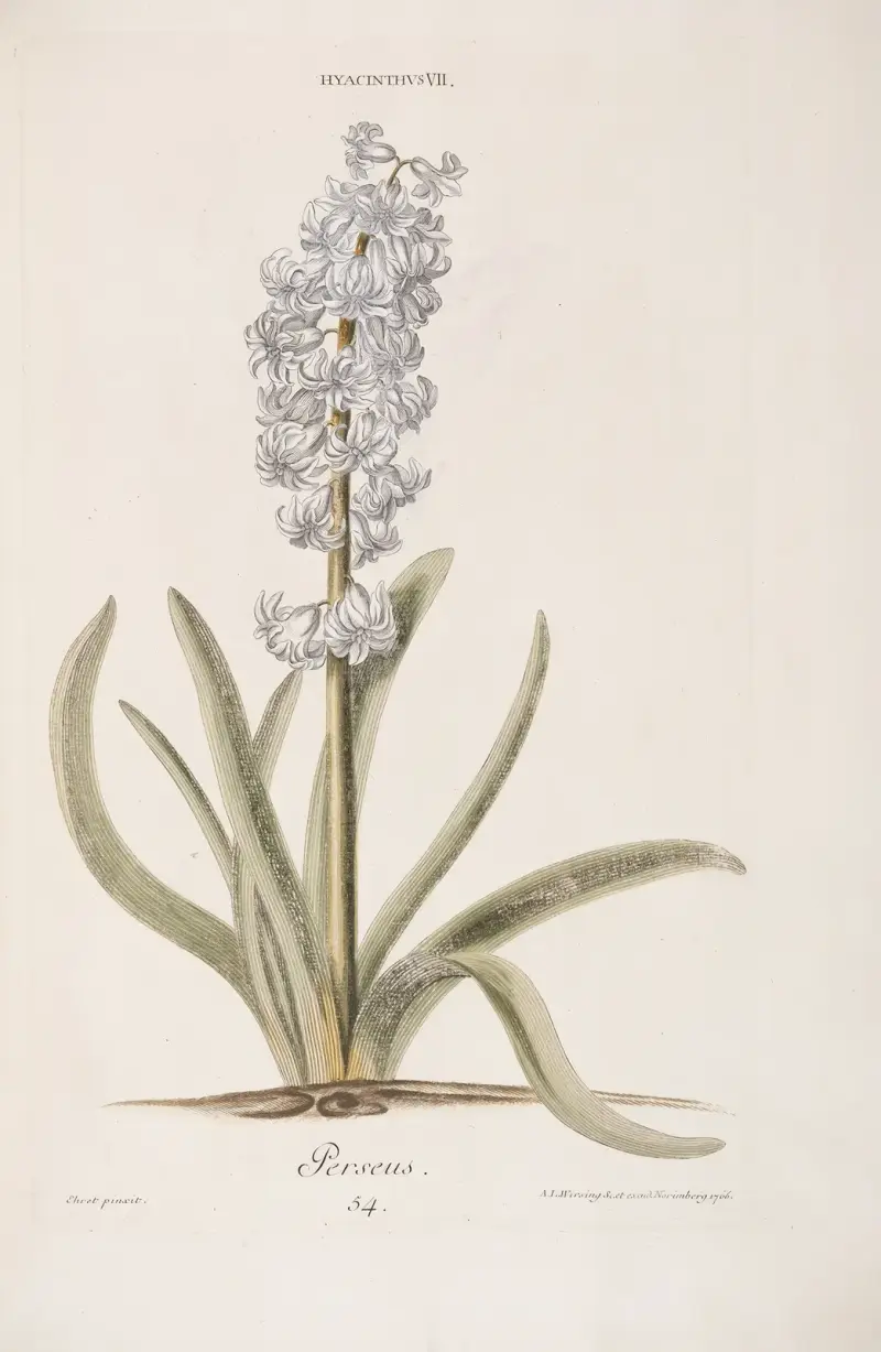 Hyacinthus VII. Perseus av Christoph Jakob Trew