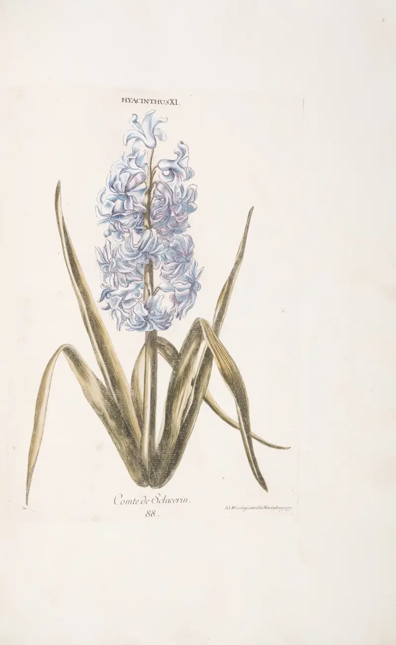 Hyacinthus XI. Comte de Schvverin av Christoph Jakob Trew