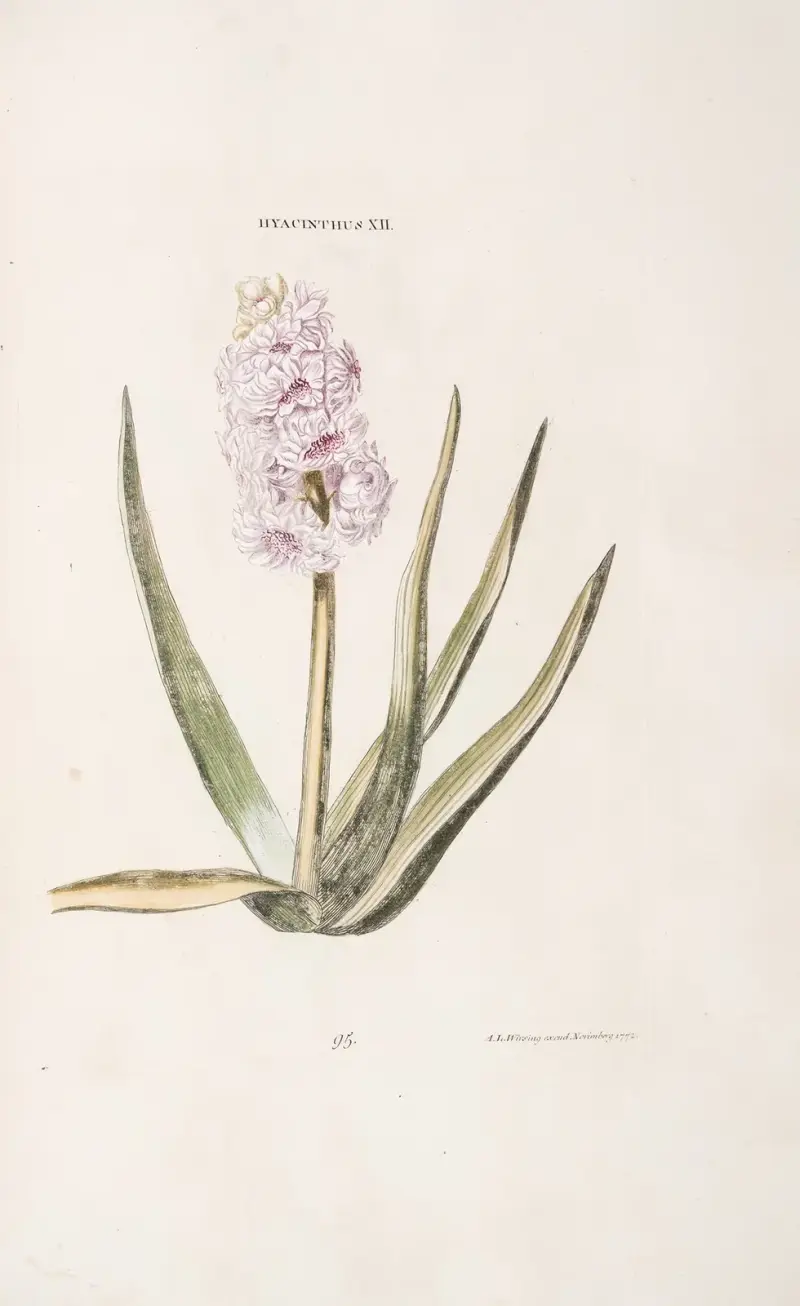 Hyacinthus XII av Christoph Jakob Trew