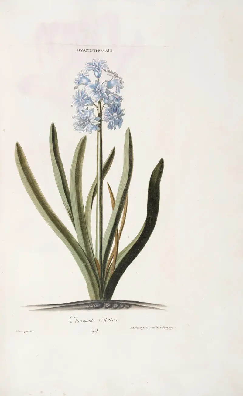 Hyacinthus XIII. Charmante violette av Christoph Jakob Trew