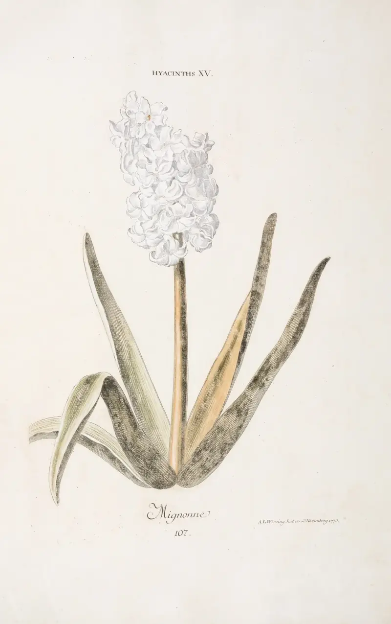 Hyacinthus XV. Mignonne av Christoph Jakob Trew