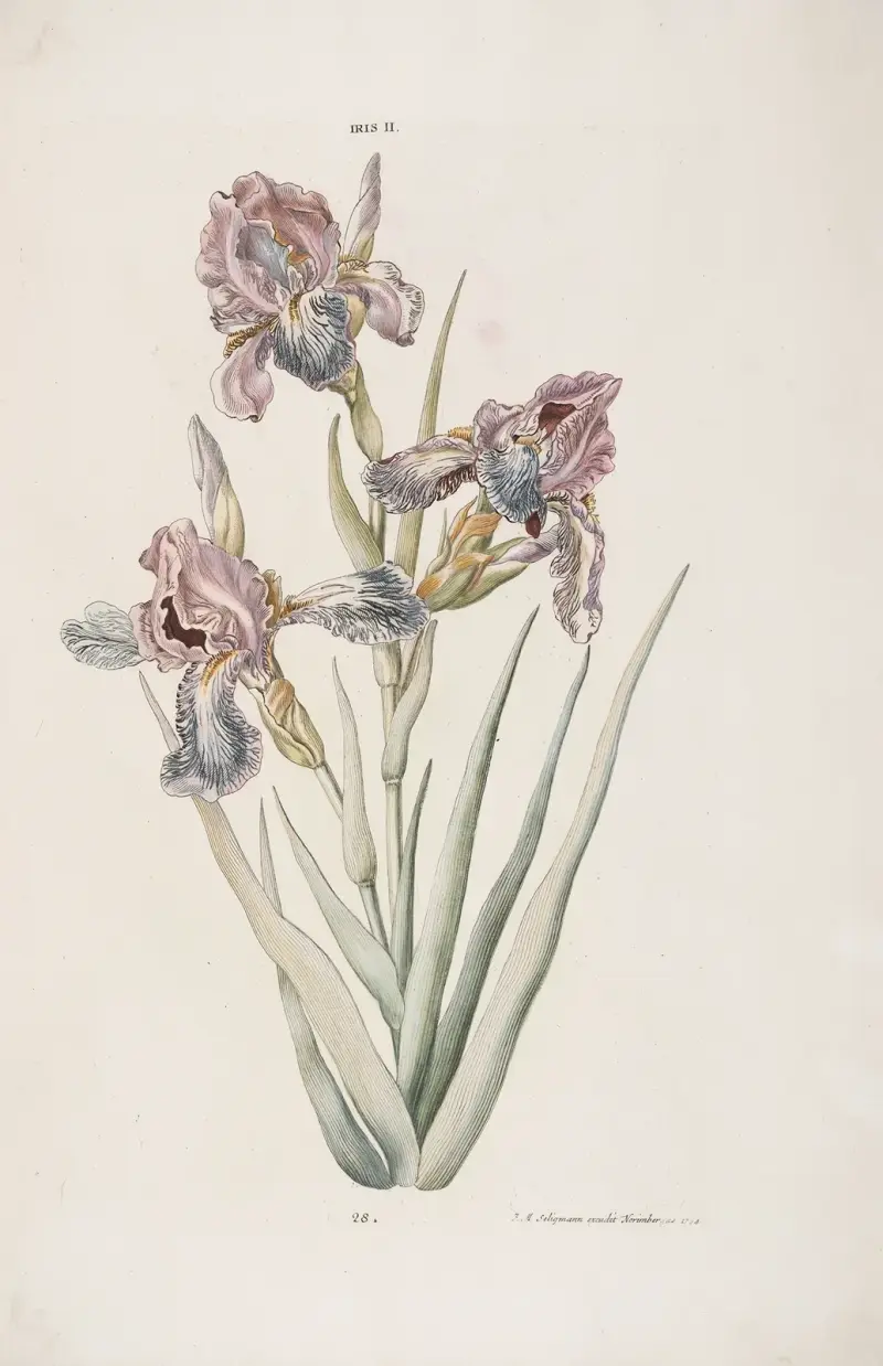 Iris II av Christoph Jakob Trew