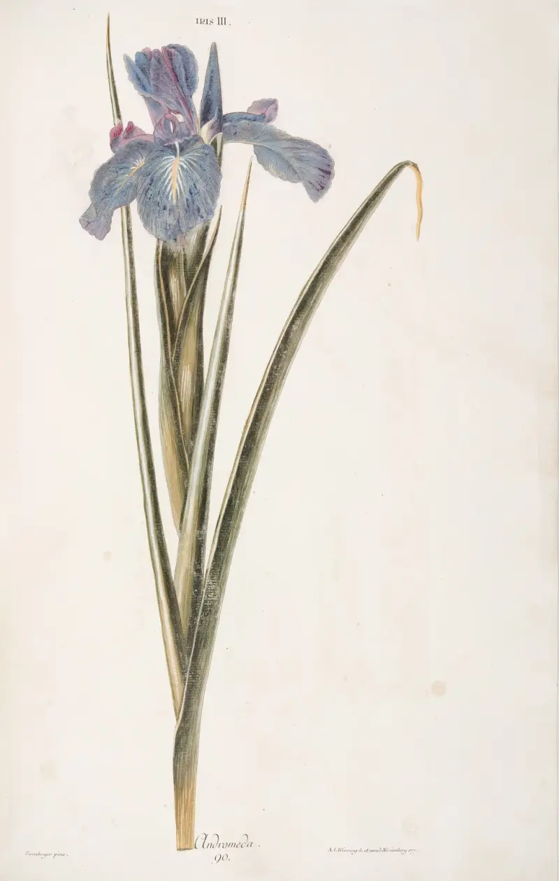 Iris III. Andromeda, Christoph Jakob Trew