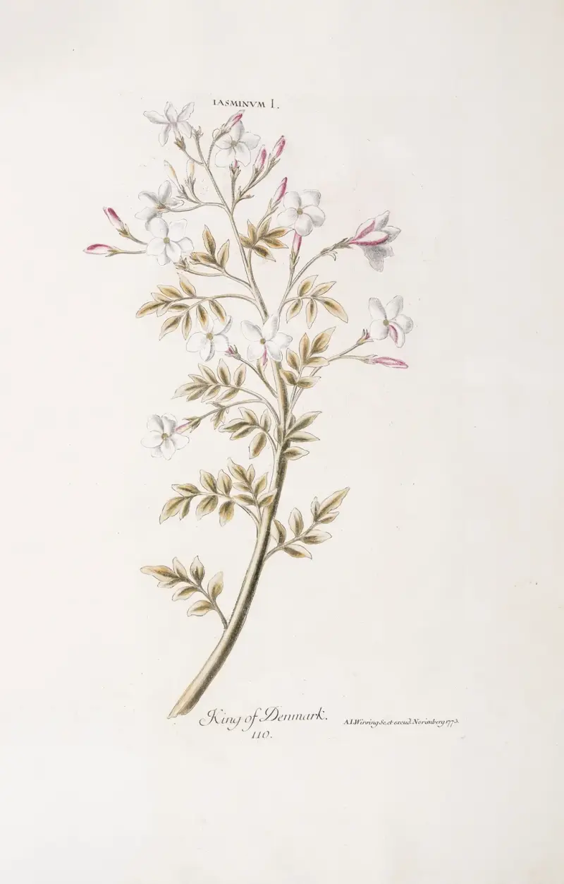 Jasminum I. King of Denmark av Christoph Jakob Trew