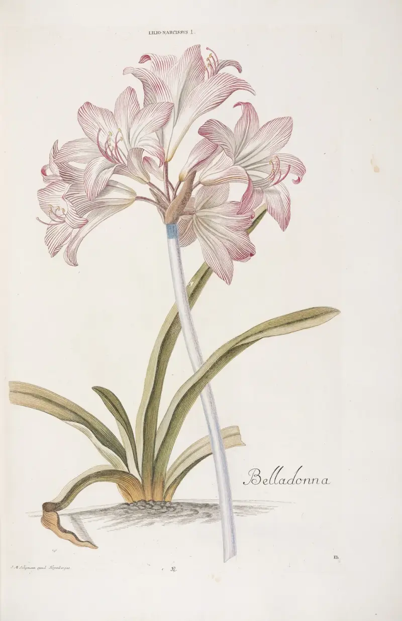 Lilio-Narcissus I. Belladonna av Christoph Jakob Trew
