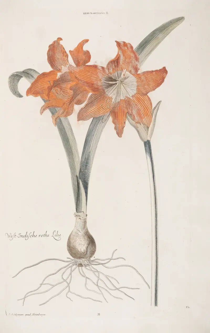 Lilja Narcissus II. West – Indisk röd lilja av Christoph Jakob Trew