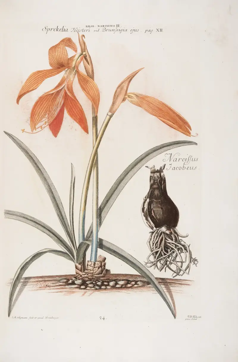 Lilio – Narcyz III. Spreckelia Heisteri i Narcissus Iacobaeus, Christoph Jakob Trew
