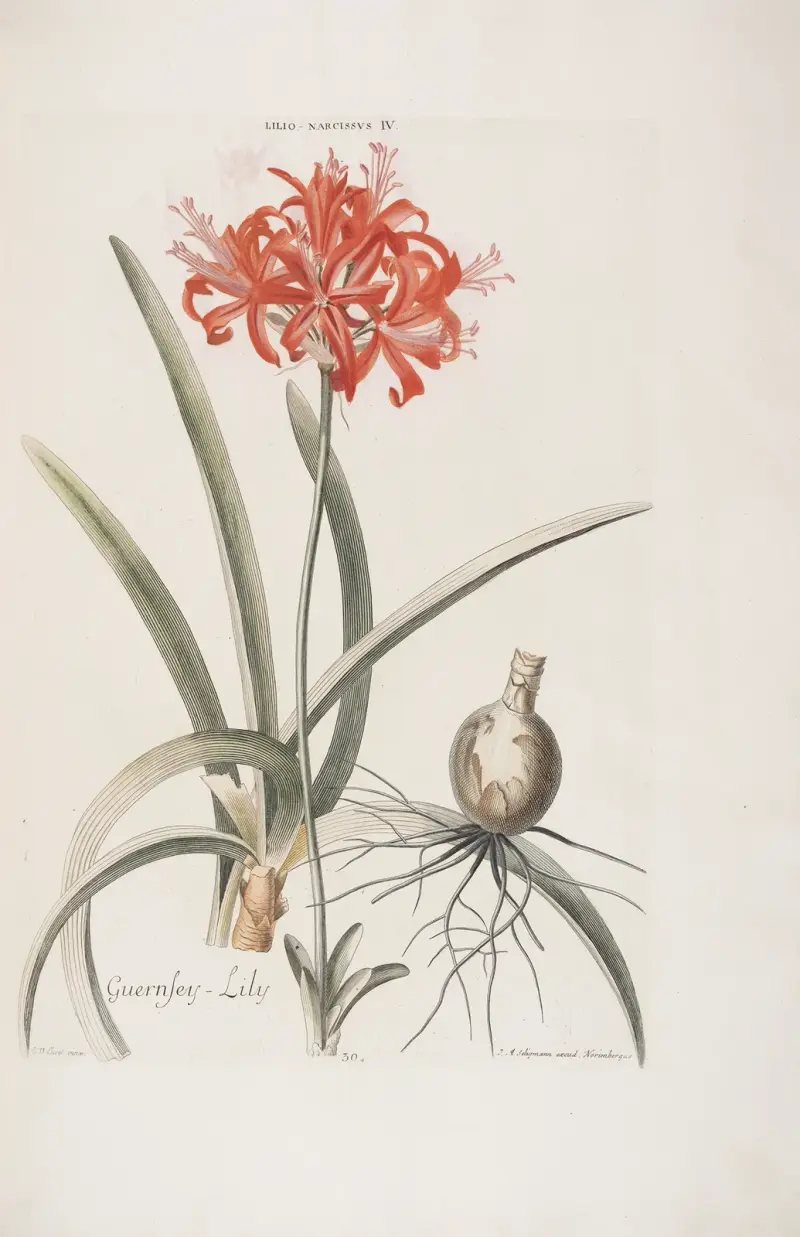 Lilje-Narcissus IV. Guernsey-Lilja av Christoph Jakob Trew