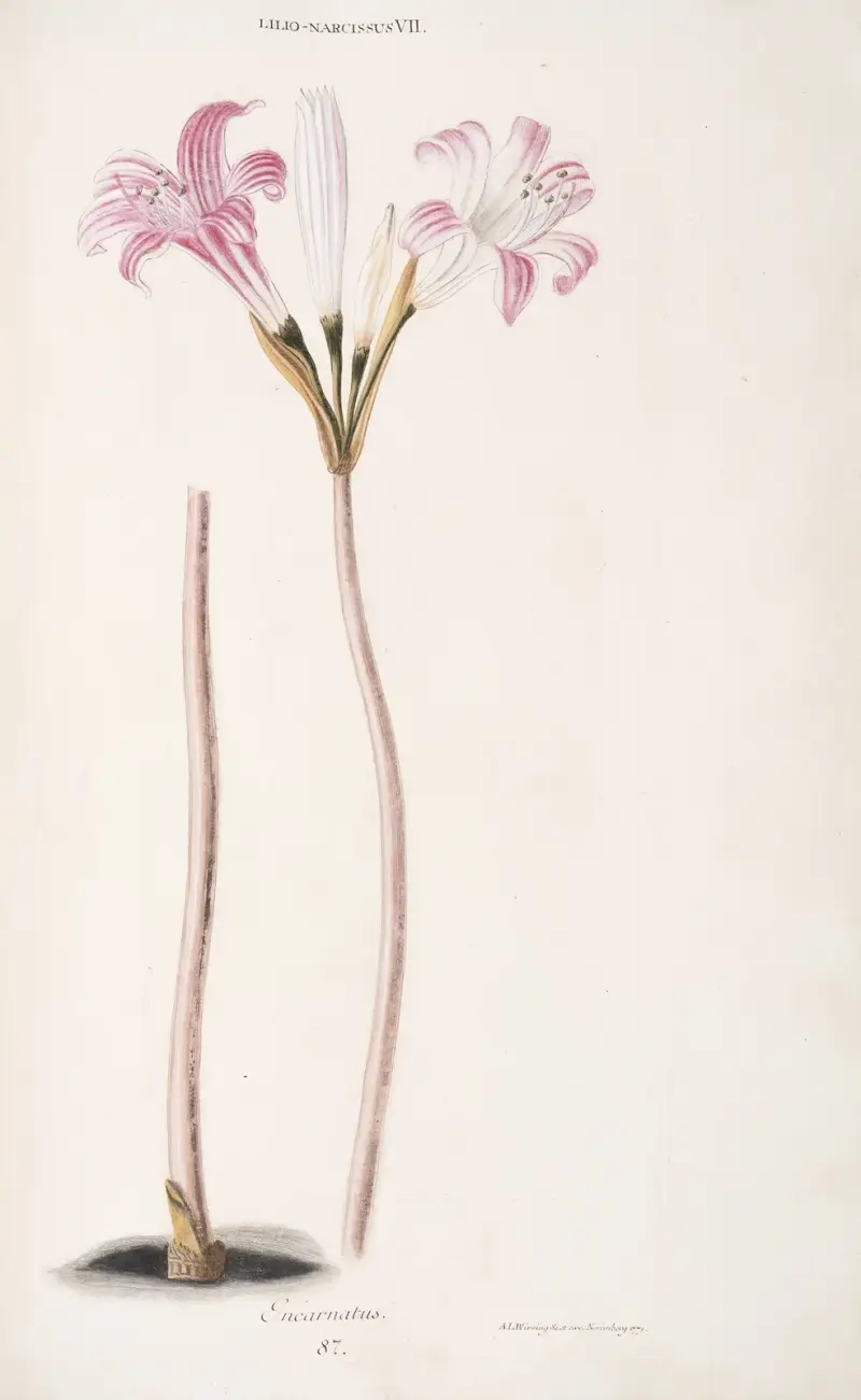 Lilio-Narcissus VII. Incarnatus av Christoph Jakob Trew
