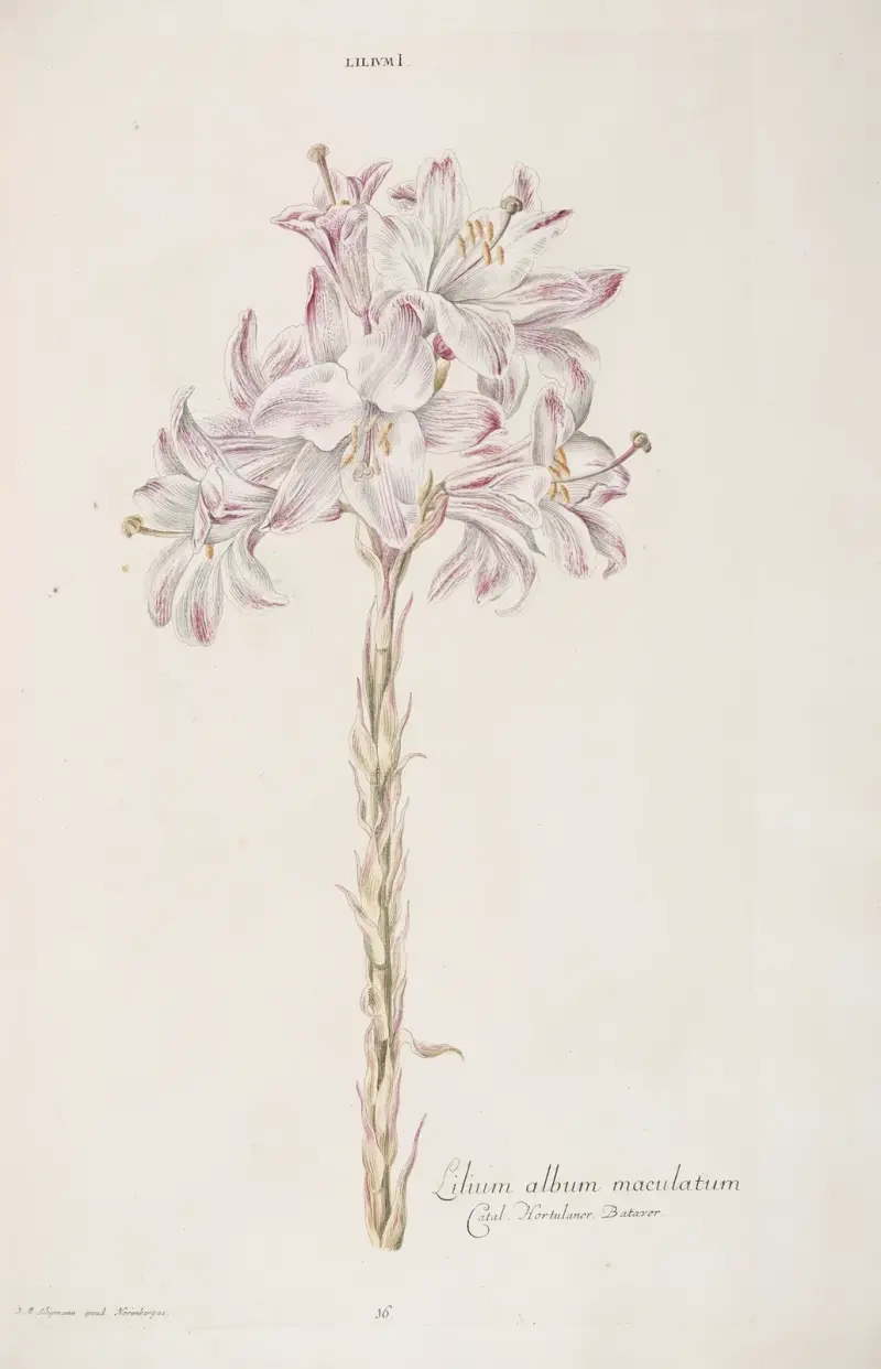 Lilium I. Lilium album maculatum av Christoph Jakob Trew