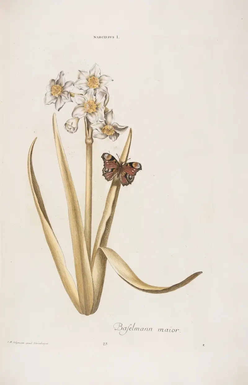 Narcissus I. Baselmann maior av Christoph Jakob Trew