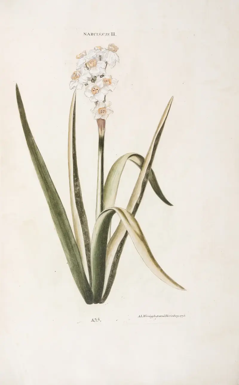 Narcissus III av Christoph Jakob Trew