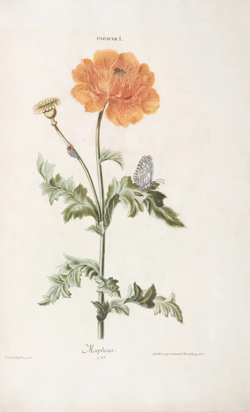 Mohn I. Morpheus von Christoph Jakob Trew