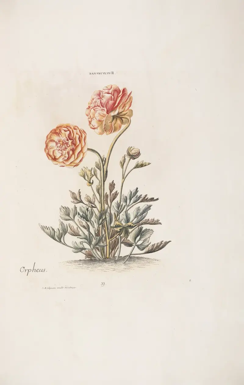 Ranunculus II. Orpheus von Christoph Jakob Trew