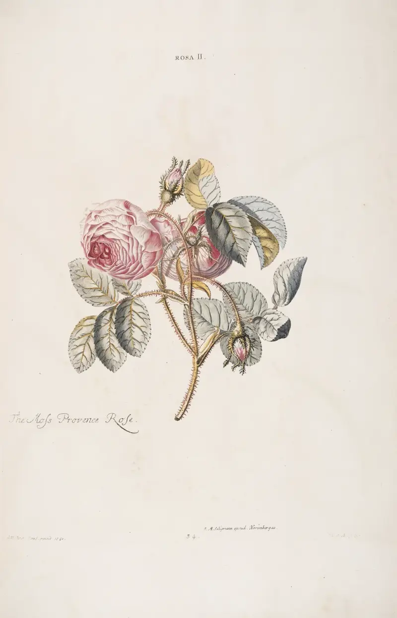 Rosa II. Moss Provence-rosen av Christoph Jakob Trew