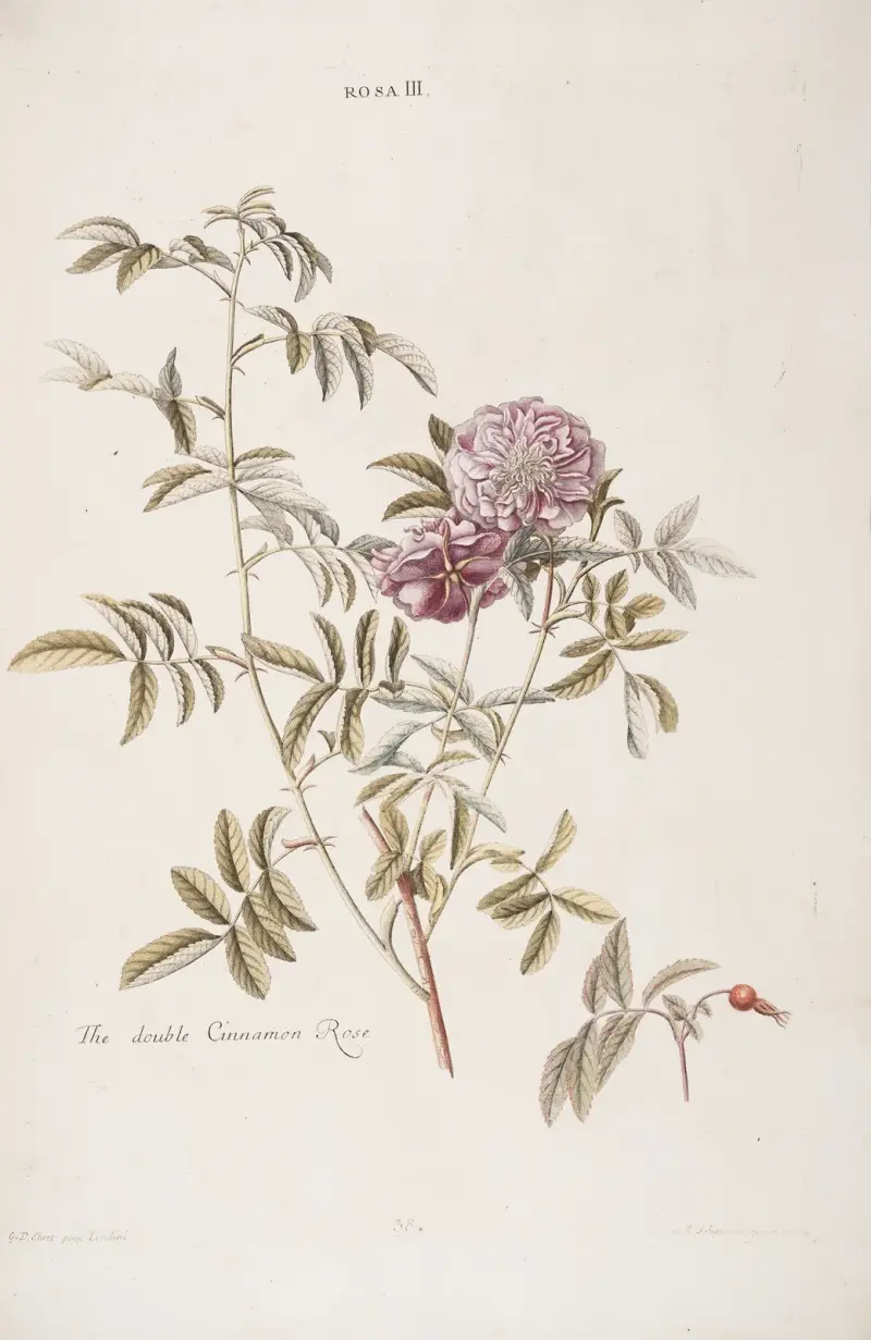 Rosa III. Den dubbla kanelrosen. av Christoph Jakob Trew