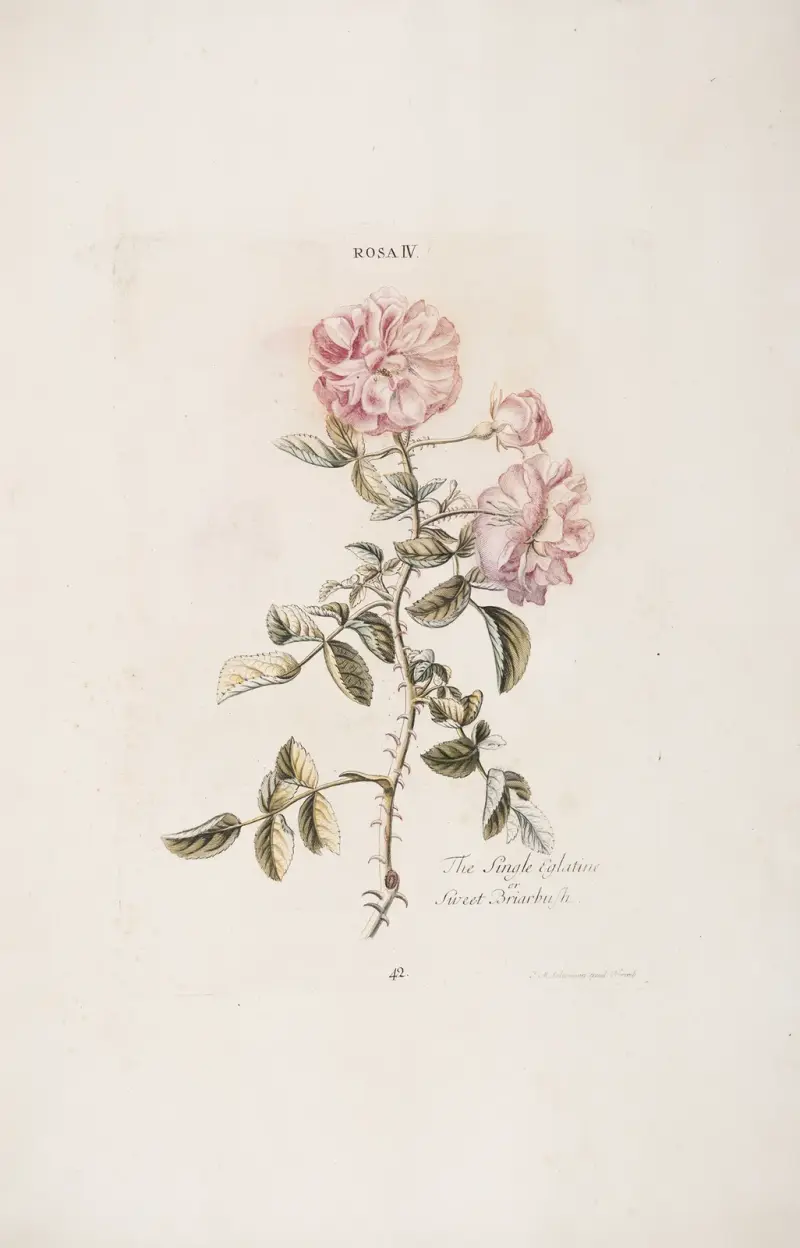 Rosa IV. Den ensamma eglantinen, eller sötrosbusken av Christoph Jakob Trew
