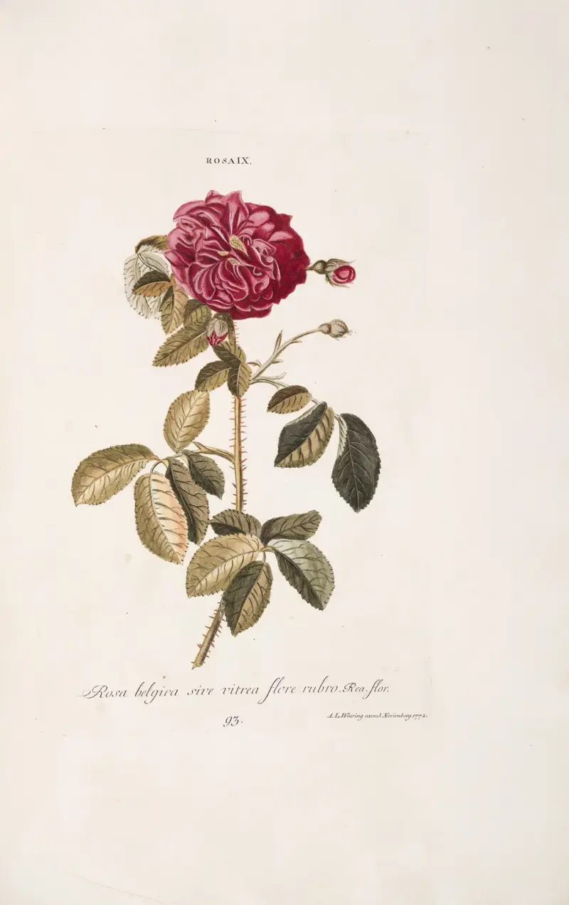 Rosa IX. Rosa belgica, siue uitrea, flore rubro av Christoph Jakob Trew