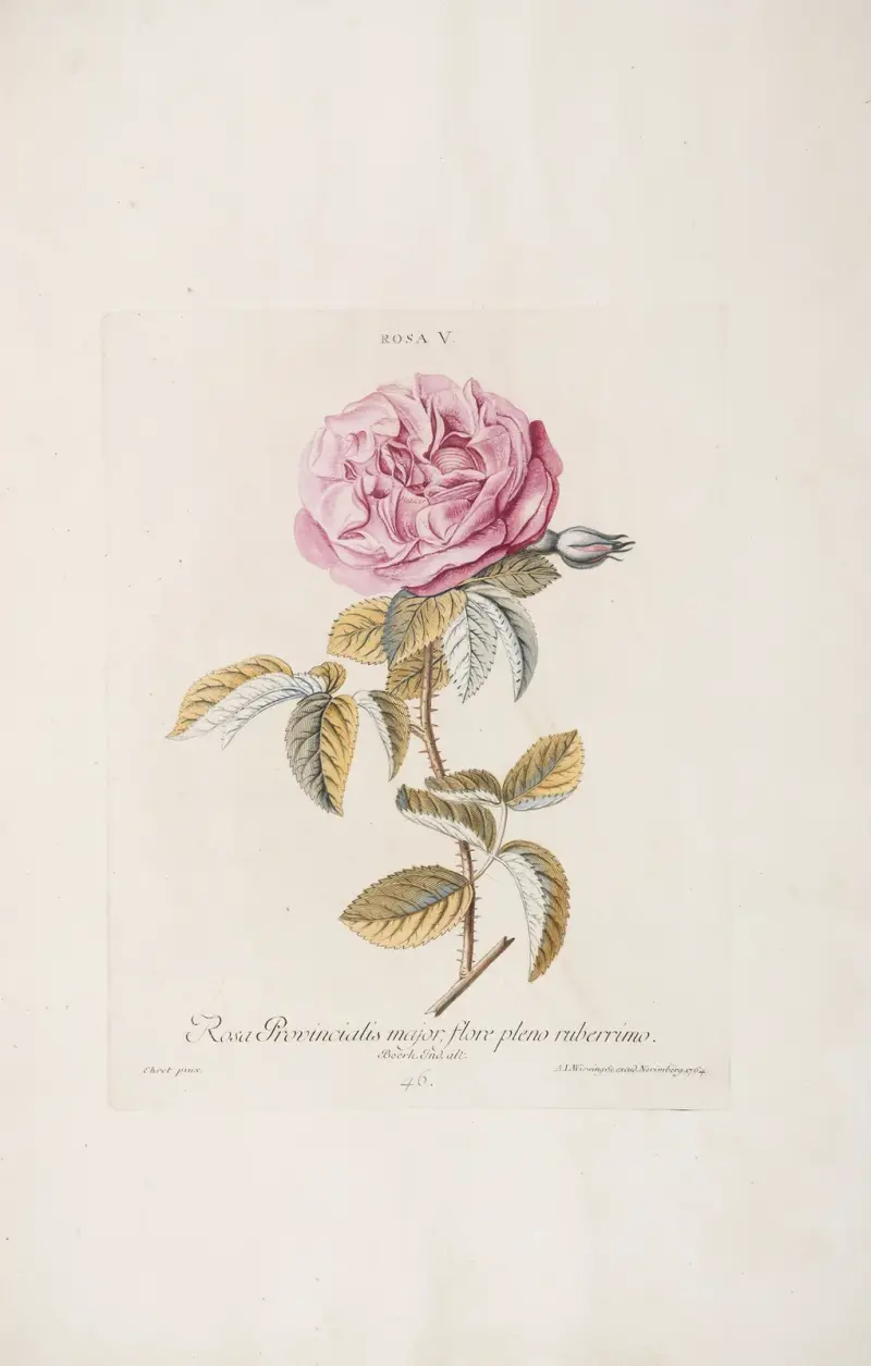Rosa V. Rosa provincialis maior, flore pleno ruberrimo av Christoph Jakob Trew