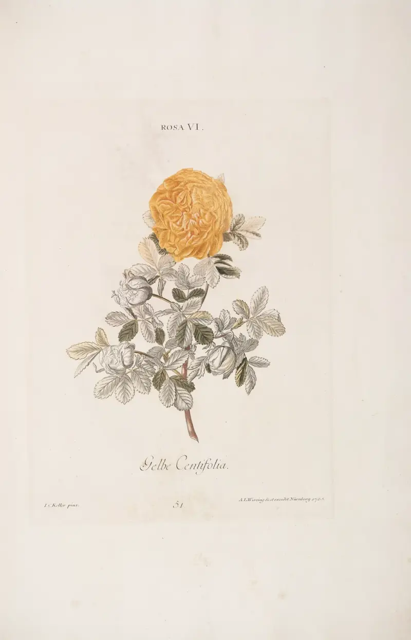 Rosa VI av Christoph Jakob Trew