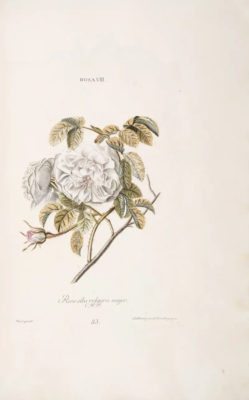 Rosa VIII. Rosa alba vulgaris maior av Christoph Jakob Trew