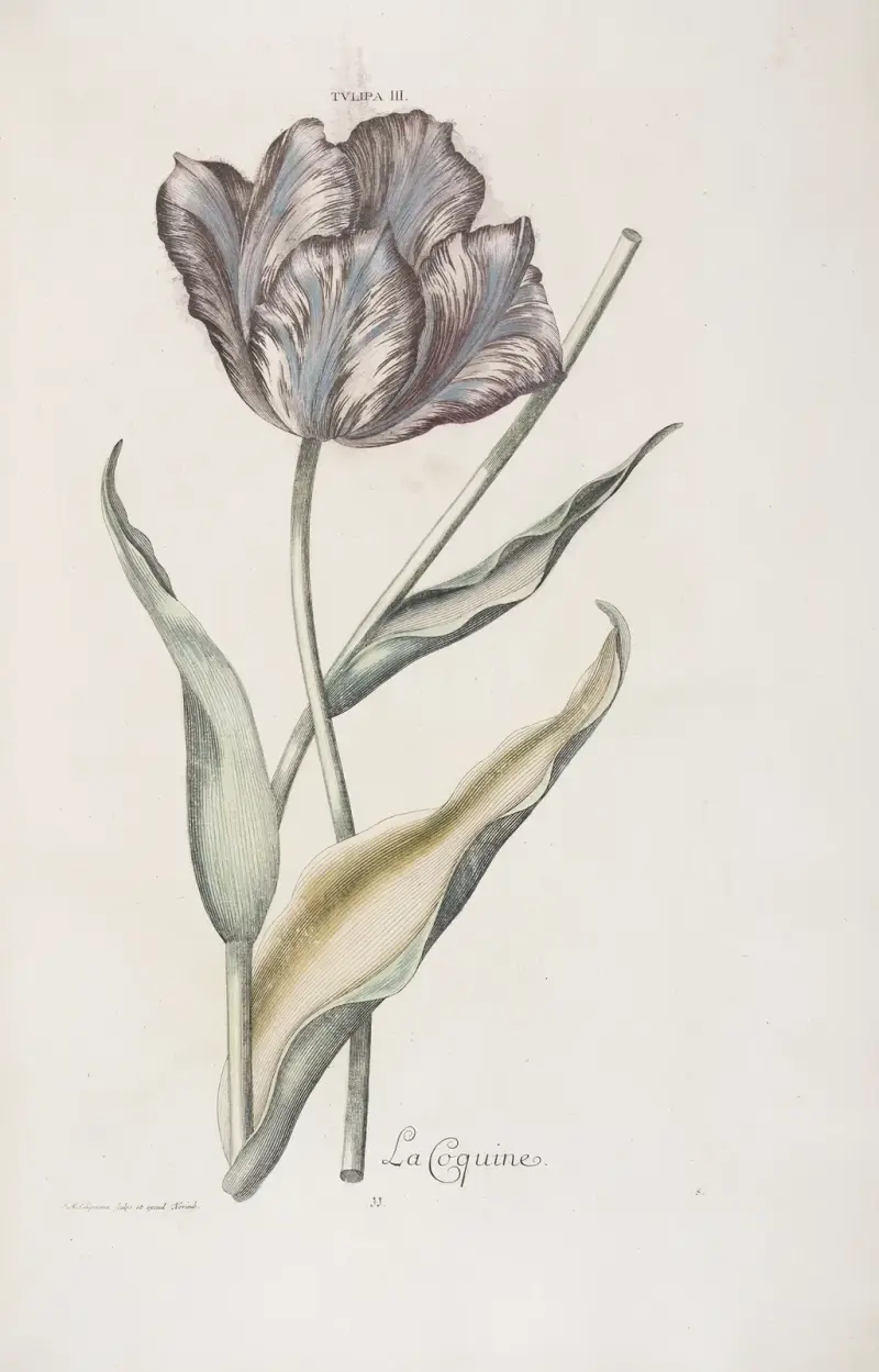 Tulipa III. La Coquine av Christoph Jakob Trew