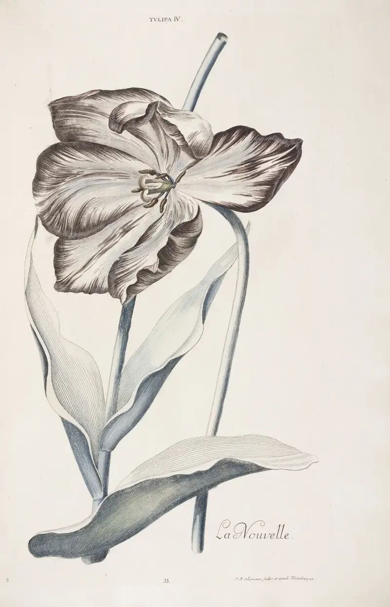 Tulipa IV. La Nouvelle av Christoph Jakob Trew