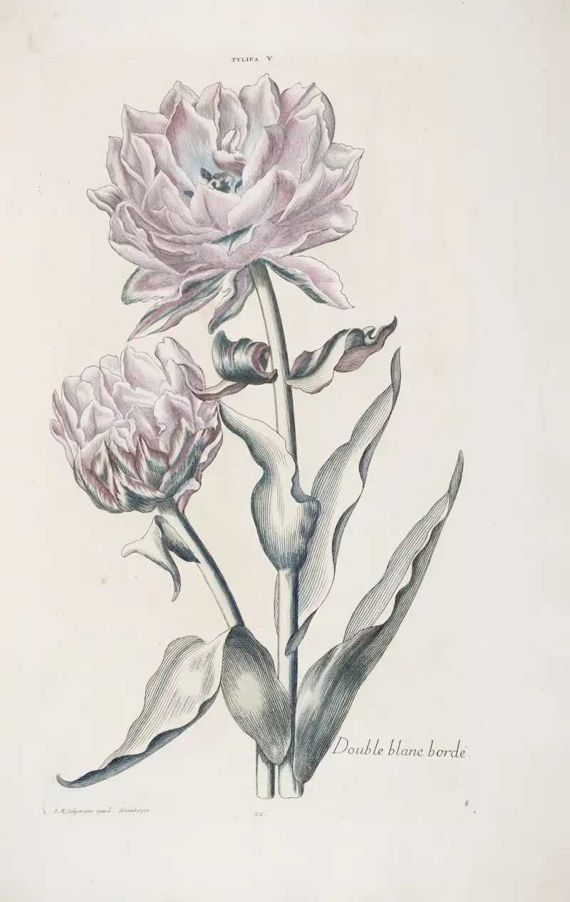 Tulipa V. Double blanc bordé av Christoph Jakob Trew